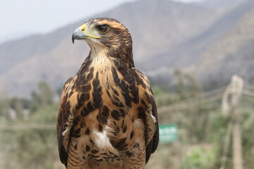 Retrato de un Gavilán a las afuera de Lima