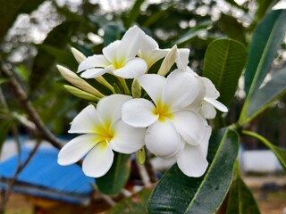 kamboja flower (Plumeria obtusa) in the morning	