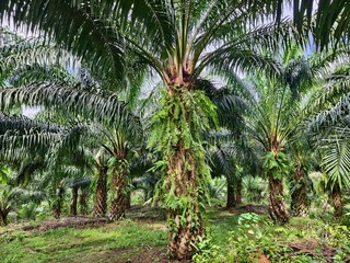 Obraz premium oil palm plantation in the morning 