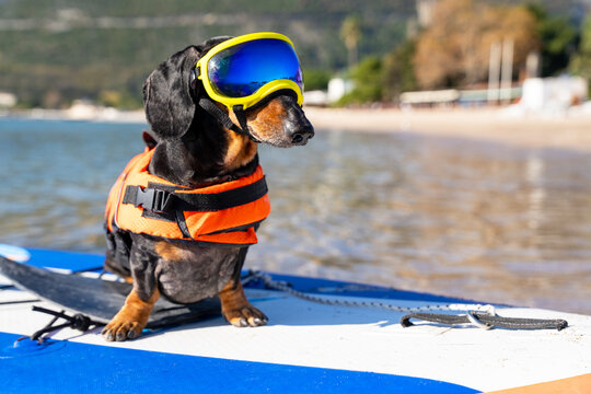 Playful dachshund wearing vibrant goggles and a life vest perched on a paddleboard by a scenic beach shore, ready for a fun adventure. - Powered by Adobe