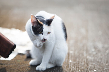 Cat lying on the cement floor in the park. Selective focus.