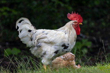 A striking white rooster with black speckles stands proudly on green grass.