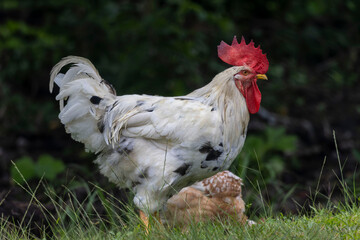 A striking white rooster with black speckles stands proudly on green grass.