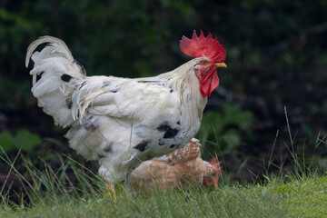 A striking white rooster with black speckles stands proudly on green grass.