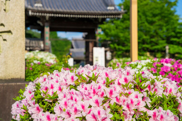 京都　妙満寺のつつじ