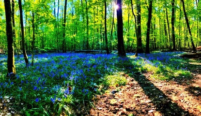 Sunlight streams through a dense forest, illuminating a carpet of vibrant bluebells