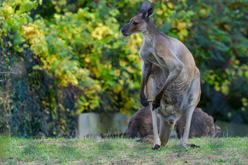 kangaroo