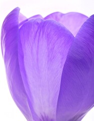Close-up of a vibrant purple tulip petal