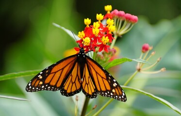 A monarch butterfly rests on a cluster of vibrant red and yellow milkweed flowers, its wings spread wide.