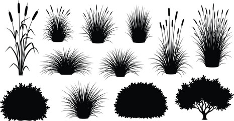 Black plant silhouette set, ornamental grass, shrub and reed icons, vector nature elements, garden design, landscape illustration, isolated on white background