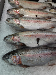 Fresh Rainbow Trout on Ice Displayed for Sale