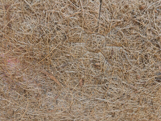 Dry Phase Plant Material Covering Ground