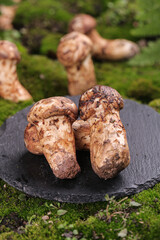 Wild Matsutake Mushrooms from Yunnan China on Stone Slate with Natural Moss Background