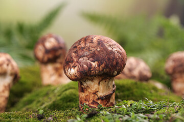 Wild Matsutake Mushrooms Growing in Mossy Forest Meadow with Natural Aroma