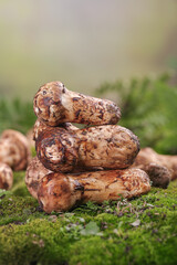 Fresh Wild Matsutake Mushrooms with Golden Caps on Green Moss in Natural Meadow Setting