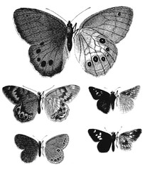 Butterflies Halftones Raw R1001