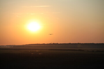 Soaring bird at sunrise