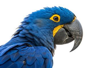 Hyacinth macaw portrait vibrant tropical beauty