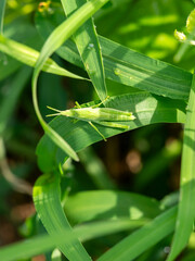朝日に照らされるオンブバッタ