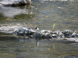 河川の岩場に立つハクセキレイ