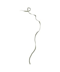 Single Green Meadow Grass Blade Gracefully Curved, Watercolor Illustration, Isolated On White Background, Minimal Botanical Element, Perfect For Floral Design, Nature Decor, Patterns And Clipart