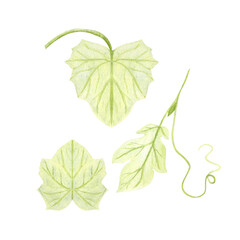 Pumpkin leaves, vine with leaf and tendril set isolated on white. Hand-painted watercolor illustration perfect for autumn harvest compositions, Thanksgiving decor, Halloween designs, cards, invitation