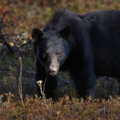 Fototapeta premium Male American black bear boar Ursus americanus standing in a field of blueberries in Mew Lake airfield in Algonquin Provincial Park Ontario Canada 