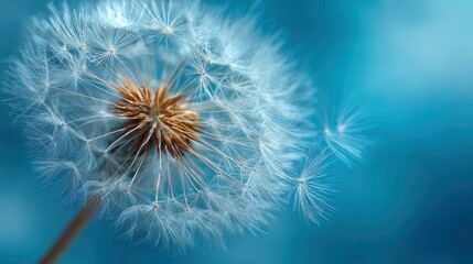 Close-up view of a dandelion seed head