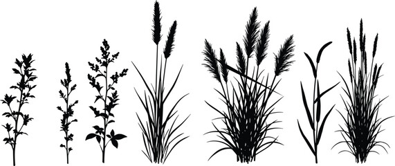 Botanical silhouette, plant shapes, grass outline, nature vector, herbal design, foliage clipart, wild flora, black silhouette, organic illustration, natural elements