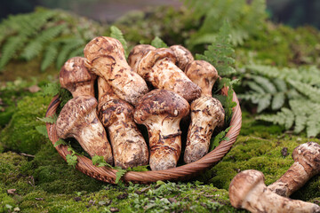 Fresh Shiitake Mushrooms in Wicker Basket on Mossy Forest Floor with Ferns