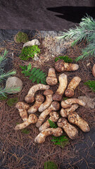 Fresh Wild Mushrooms from Yunnan Forest Meadow with Pine Needles and Moss