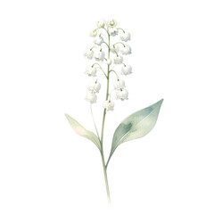 Obraz premium Lily of the Valley Watercolor Isolated On White Background: Delicate watercolor painting captures the elegant beauty of a Lily of the Valley bloom, showcasing its pure white bell-shaped flowers. 