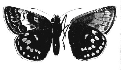 Butterfly Halftone Raw R1005
