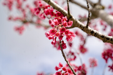 New Zealand Spring – Pink Vibrant Cherry Blossoms in Auckland