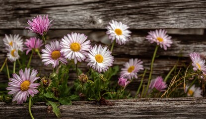 Pink and white daisies by weathered wood
