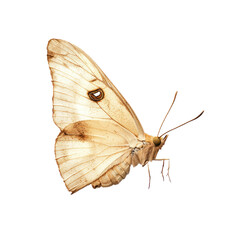 Naklejka premium Moth flying Moves through the air with soft, fluttering wingbeats. full length isolate on transparent background