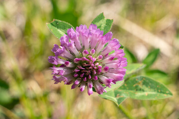 purple thistle flower