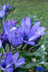 blue flowers in the garden
