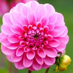 Close-up of a vibrant pink dahlia