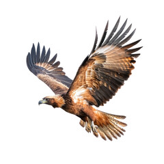 Fototapeta premium Eagle hovering An eagle hovers in place with wings flapping in mid-air. full length isolate on transparent background