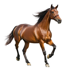 Naklejka premium Horse trotting A horse moves at a moderate pace, lifting its legs in a rhythmic motion. full length isolate on transparent background