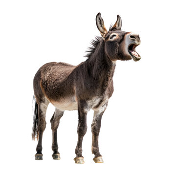 Donkey braying A donkey stands with its head raised, mouth open, mid-bray. full length isolate on transparent background