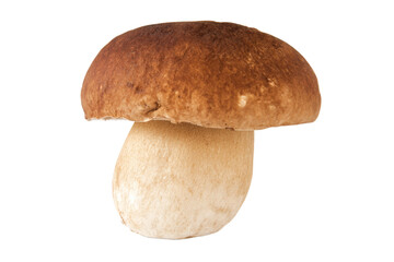 Close-up of a fresh porcini mushroom on white background