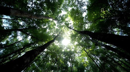 Naklejka premium Lush Kratom Forest Canopy in Southeast Asia