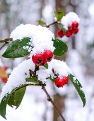 Red berries, snow-covered branches