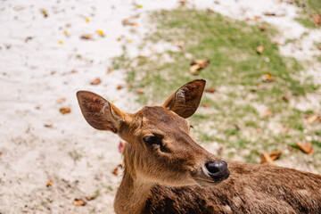 Close up of the young deer