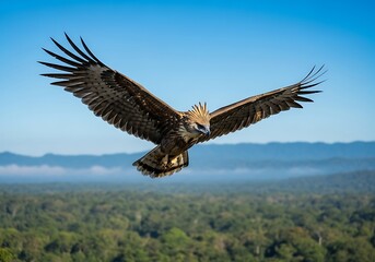 Fototapeta premium Majestic Eagle Soaring Above Lush Forest.