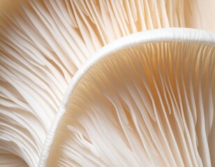 Close up of underside gills of farmed Oyster mushroom