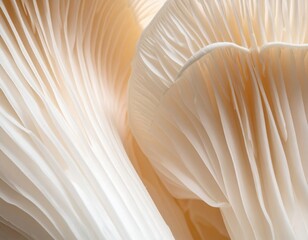 Close up of underside gills of farmed Oyster mushroom