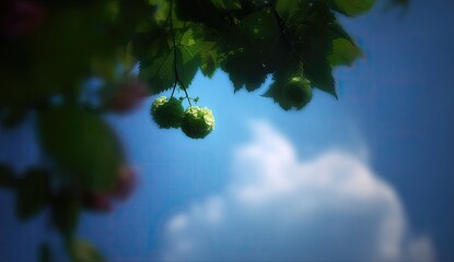 Light-filled close-up of pale green hop cones hanging from branches against a vivid blue sky with wispy clouds